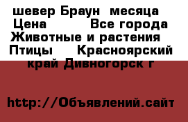 шевер Браун 2месяца › Цена ­ 200 - Все города Животные и растения » Птицы   . Красноярский край,Дивногорск г.